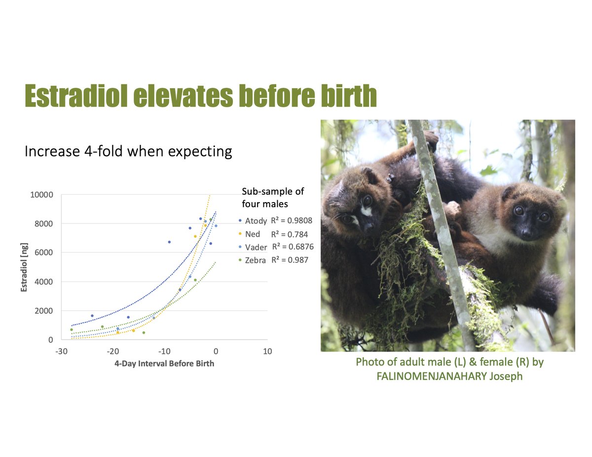 4/6  Expectant male estradiol 4x ~10 days before their infants' birth! Here are 4 males' profiles. This could prep them for fatherhood. Estradiol unrelated to huddle, carry, play, groom, hold, & composite score (Total Care). No support for short-term role. #AnimBehav2021