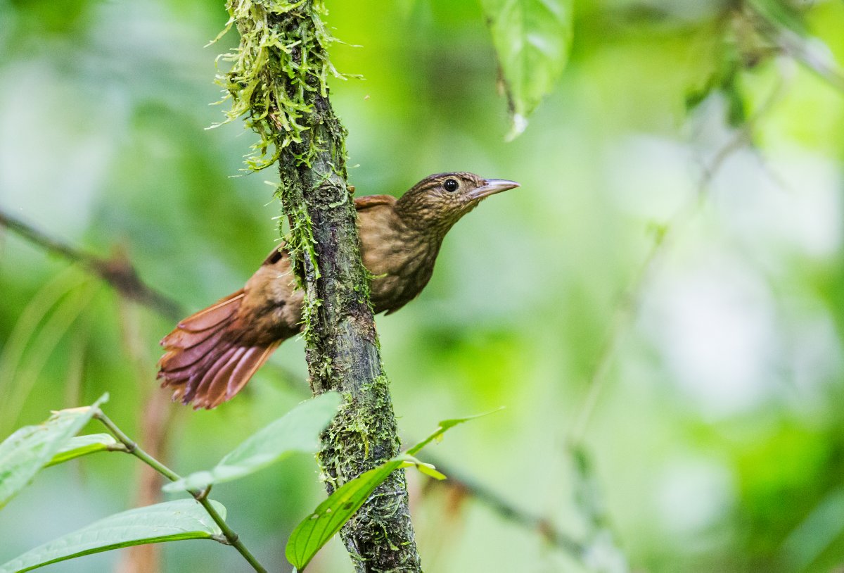 #5 STRIPED WOODHAUNTERThis Central and South American species is secretive and difficult to find, probably because it's a spooky ghost? Pic by Nick Athanas (CC BY-SA 2.0)  https://flic.kr/p/XifhGd&nbsp;