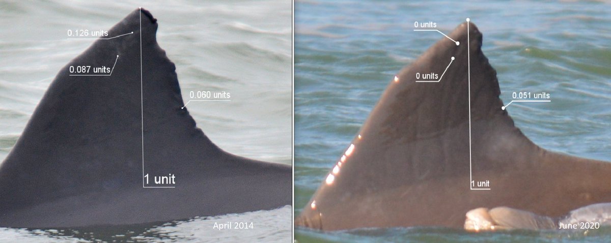 Many scars can no longer be located in the later photos throughout both sample populations. The source and severity of scars might help answer the question of how factors such as salinity may affect scars used for photo identification.  #AnimBehav2021  #scars