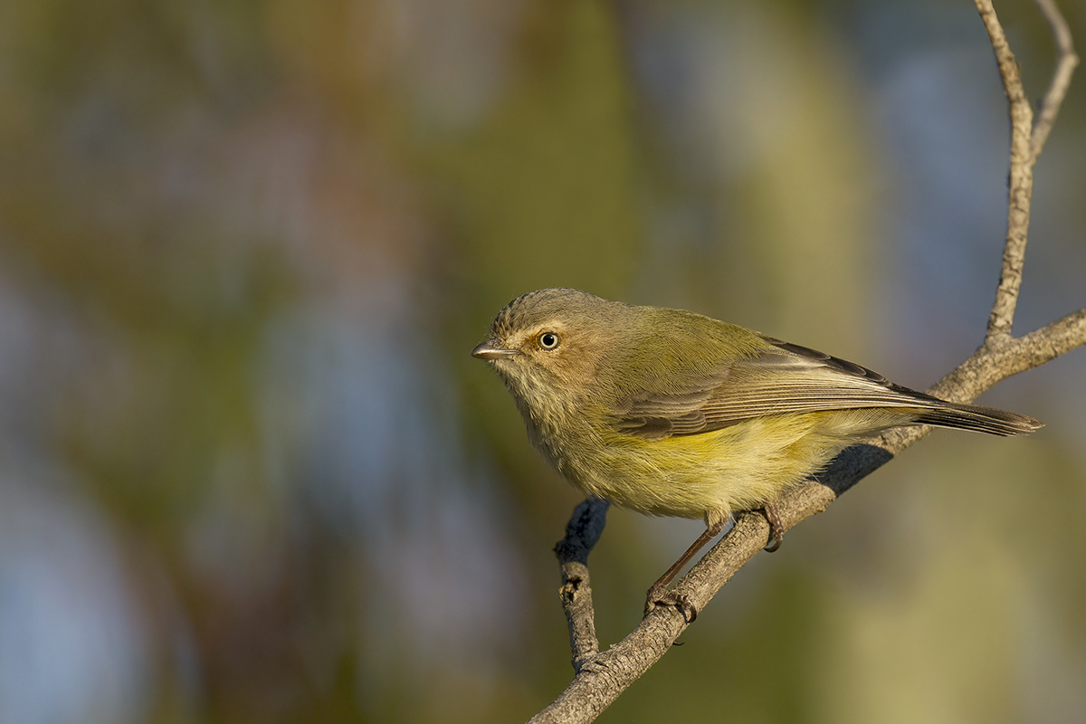 And finally, the bird with the least intimidating English name:the weebill.The end. Pic by Patrick Kavanaugh (CC BY 2.0)  https://www.flickr.com/photos/patrick_k59/21193010498