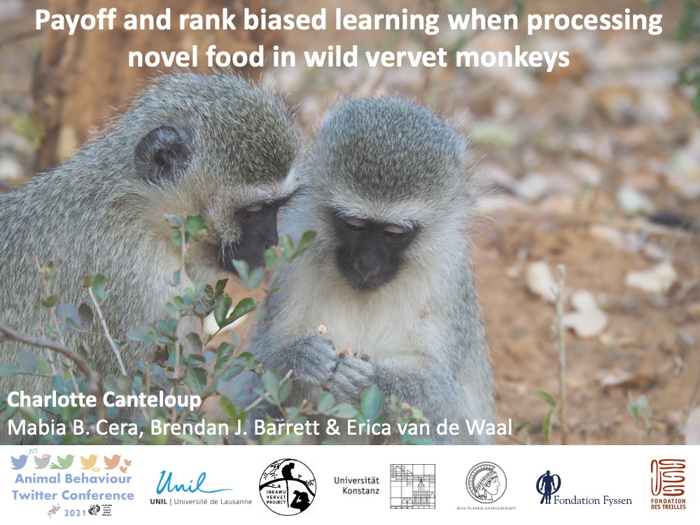  http://1.How  does a novel feeding habit spread in wild monkeys? We combined a field experiment with Bayesian dynamic learning models and showed that monkeys used the highest payoff processing technique and displayed by higher ranked demonstrators.  #AnimBehav2021