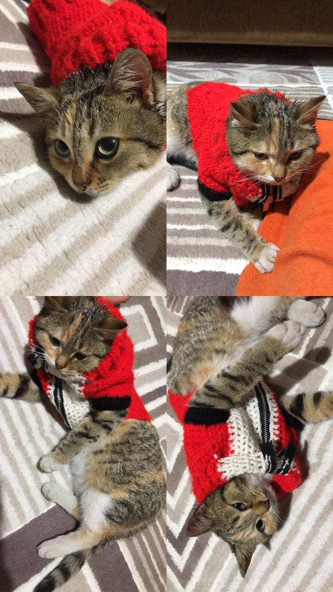yssenaa's tweet photo. Kajuu ❣️ 🐱 https://t.co/JdEOXhMjvq