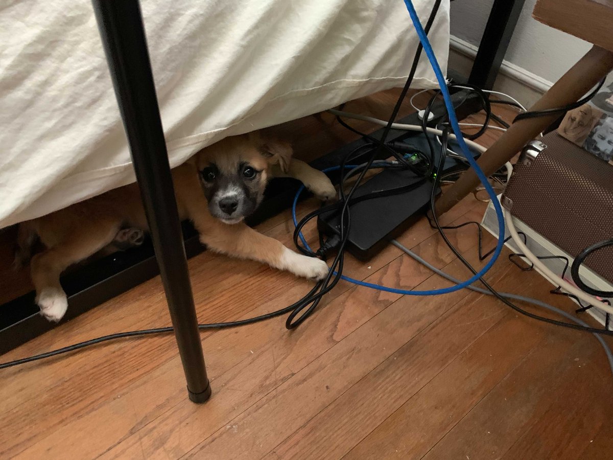 ToysForBob's tweet photo. This is Augie! He’s pretty new to TFB’s Level Design team, but is already making a name for himself with his IT skills.
He’s smart, has a mischievous and fun-loving personality, and is a fan of naptime with Ray’s other dog, Tyler. #DevDogs #LifeAtTFB https://t.co/mHFmSp91VJ