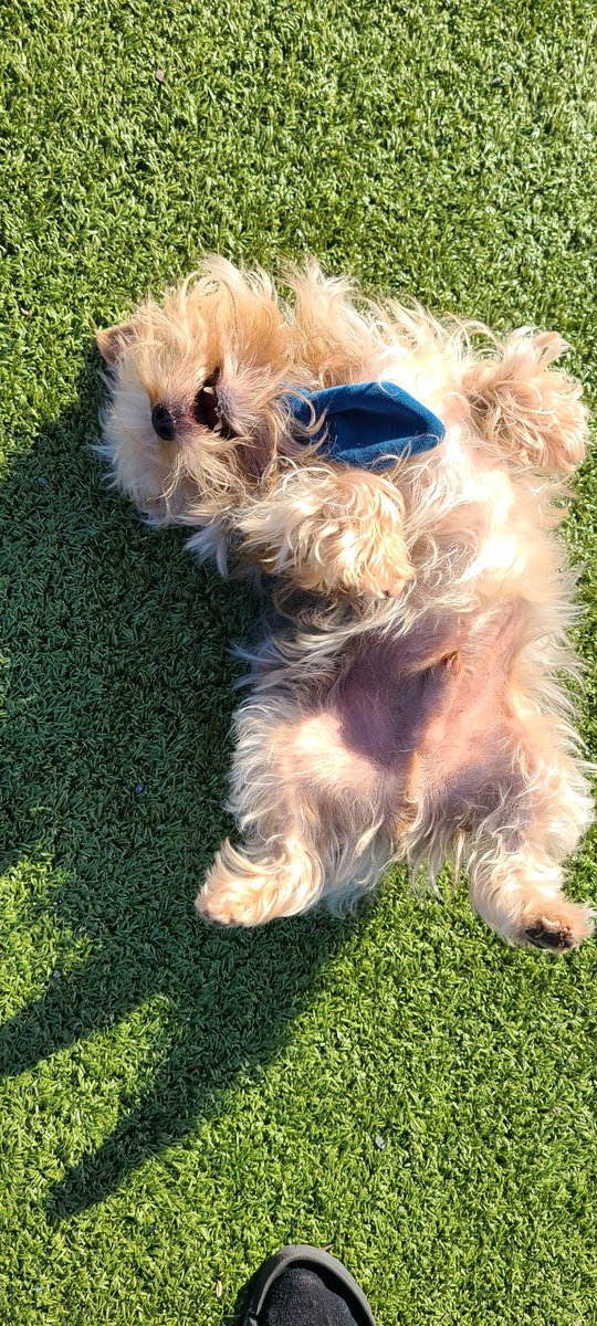Came to roll around in the grass at the doggy park! I wore a little tie for the occasion 🐶 #HANDSOMEDUDE #dogpark #yorkie #yorkieboy #dogsoftwitter #rt #like #sunnydays #nashvilledogs #tazz