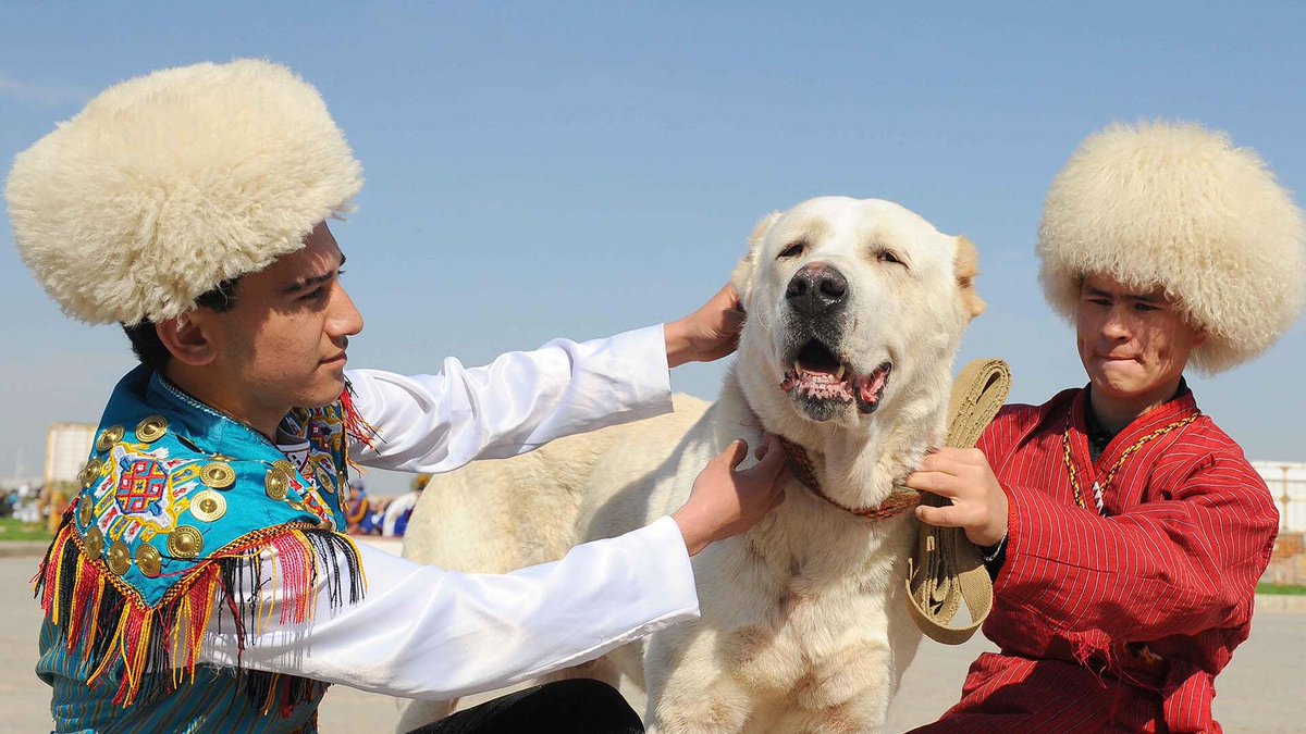 Birlikmedia's tweet photo. #Türkmenistan Cumhurbaşkanı Gurbangulu Berdimuhamedov,
yerli Alabay cinsi çoban köpekleri için nisan ayının son pazar gününü ulusal tatil ilan etti.
#Alabay Köpeği, Ahal Teke atından sonra Türkmenistan'ın en önemli değerlerinden birisi. https://t.co/nUmgzwglpE