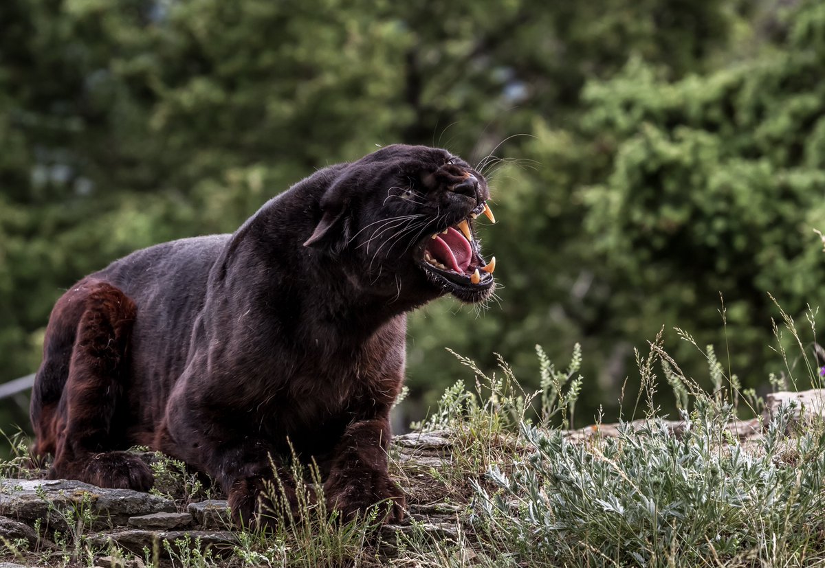 paranormaloncam's tweet photo. This weeks #cryptidoftheweek is the Beast of Bodmin Moor! First spotted in the UK in 1978, this cryptid is a large panther who roams around Cornwall, eating livestock and scaring the locals. After 1978 the sightings died down, but in 1995 a young boy found a big-cat skull! https://t.co/r9XZsECHT7