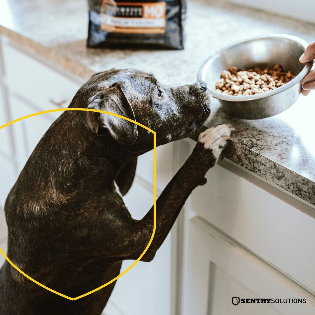 SentrySolutions's tweet photo. Our pets are everything to us. Let's remember to keep them safe and secure at all times. 
#homesecurity #pennsylvania https://t.co/j5duCKig8u