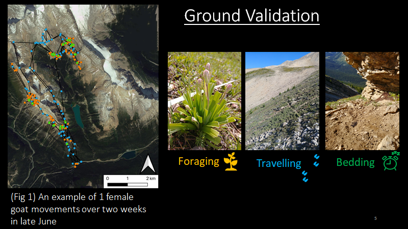 We visited field sites with behavioural states (Fig 1) to look for physical evidence of behaviours, including foraging, travelling, and bedding. We found evidence of the specific behaviour the model predicted in 64% of the cases. 5/6  #AnimBehav2021