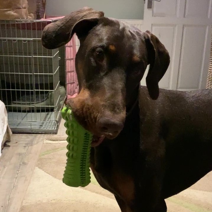 Miniclick_'s tweet photo. It #toyboxtuesday for Rocky & Cora
#rockythefosterdog #corathedalmatian #toybox #tuesdaymotivations #fosterdog #playing #goofy #cute #cutedogs #AdoptDontShop #funnyface #puppy #dobeermannpuppy #dalmatian #dogsarethebest #toy #dogtoy #dogplay #dogsoftwitter #dogsofinstagram #Dog https://t.co/FEHLpCRE8E