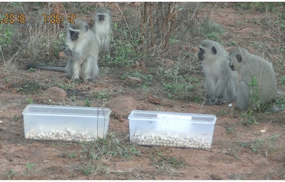  http://2.Social  learning is a basis for traditions. Social learning strategies (SLS) refer to biases toward specific individuals or behaviors. We ran an open diffusion experiment providing a novel food, unshelled peanuts, to groups of wild monkeys in South Africa.