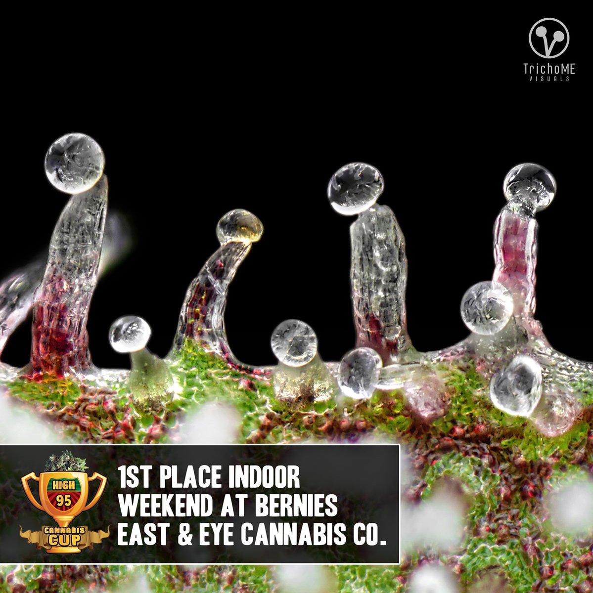 High95Cup's tweet photo. Growers gonna grow!  Winners announced 🏆 - https://t.co/RT1TZ1xvhg https://t.co/tlDPg9xW3B