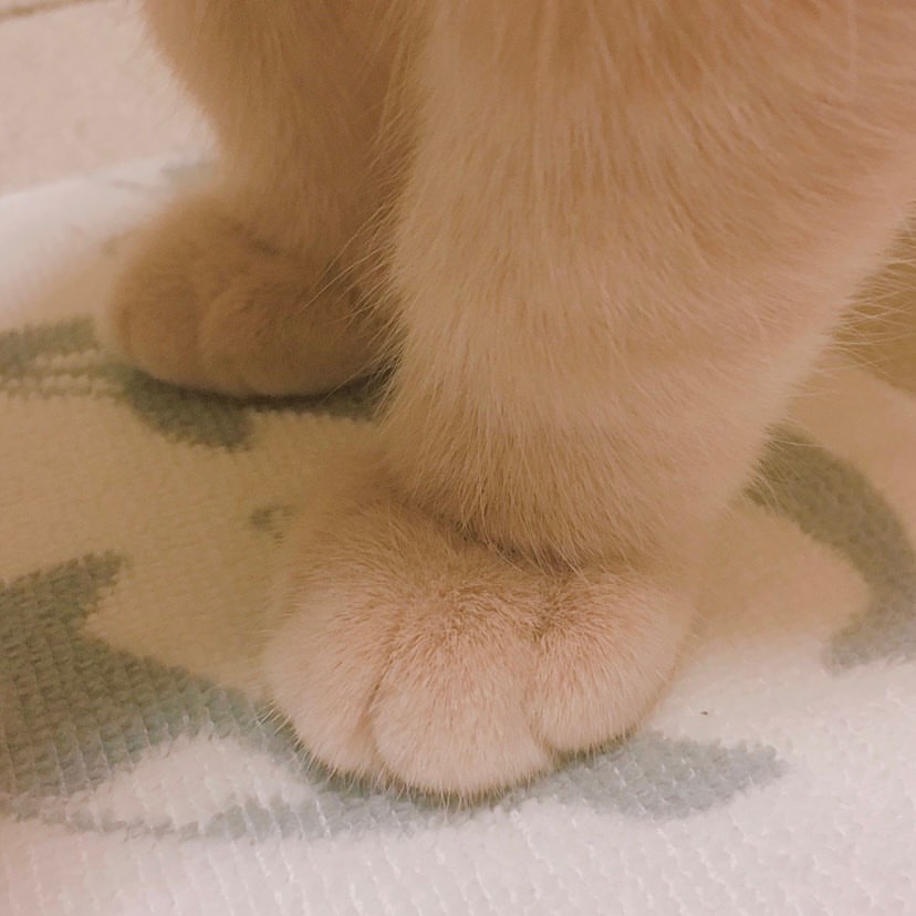 _Meganishappy's tweet photo. 🐾 https://t.co/X00CgwYOtH