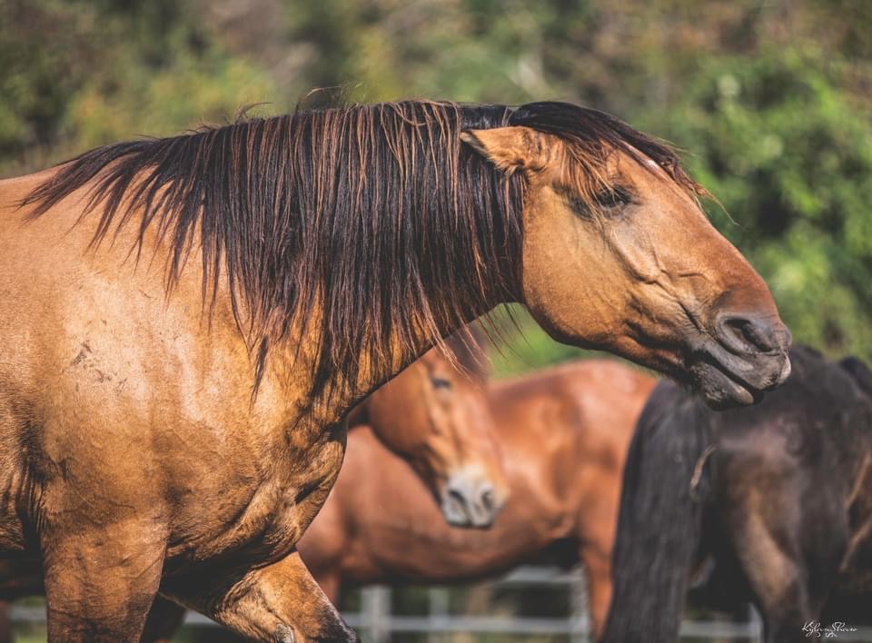 PeteCarrPRCA's tweet photo. Best caption wins a Pete Carr Pro Rodeo prize package... GO!!! 

Photo by Kylan Shaw Photography https://t.co/Y6UBxgVODh