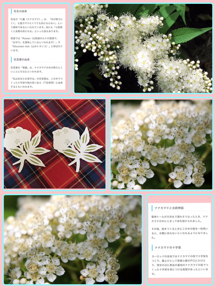 Tomo ぽっちゃん 1月27日 お花 ナナカマド 花言葉 私はあなたを見守る ナナカマド 七竈 漢字 で書くと難しい 小さくてとてもかわいいお花 ゚ 今日も1日 ぼちぼち 頑張りましょ 私は 夜勤明けで 帰って のびまーす W Tomo ぽっちゃん 1月27日 お花 ナナカマド 花言葉 私はあなたを見守る ナナカマド 七竈 漢字 で書くと難しい 小さくてとてもかわいいお花 ゚ 今日も1日 ぼちぼち 頑張りましょ 私は 夜勤明けで 帰って のびまーす W