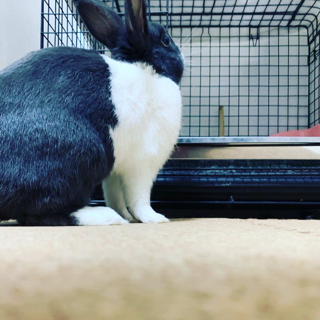 bit_bad_rabbit's tweet photo. 下から♪

Under the rabbit.

#うさぎ  #ちょいわるおやじ　#ペット  #飼い主 #ちょい悪   #癒し #rabbit https://t.co/tiI6ifz4f4