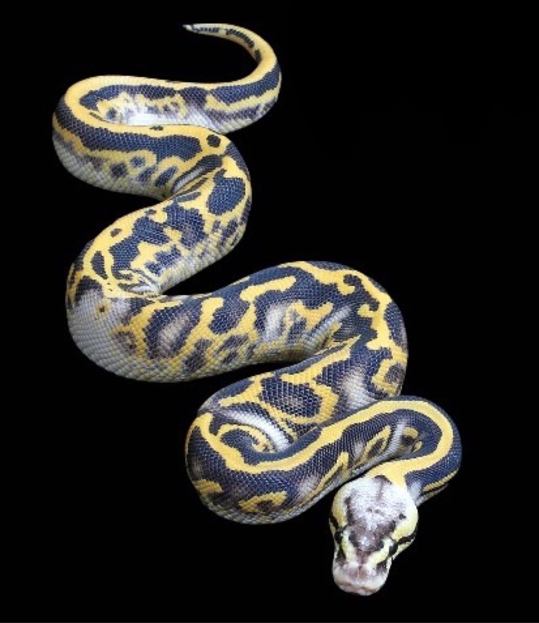 Deu Reptiles あーこれはやばいやつ ご予約受付中 パステルレオパードスーパーグラベル ボールパイソン Ballpython 爬虫類 レプタイルズ Deureptiles T Co Ir95ciljtg Twitter