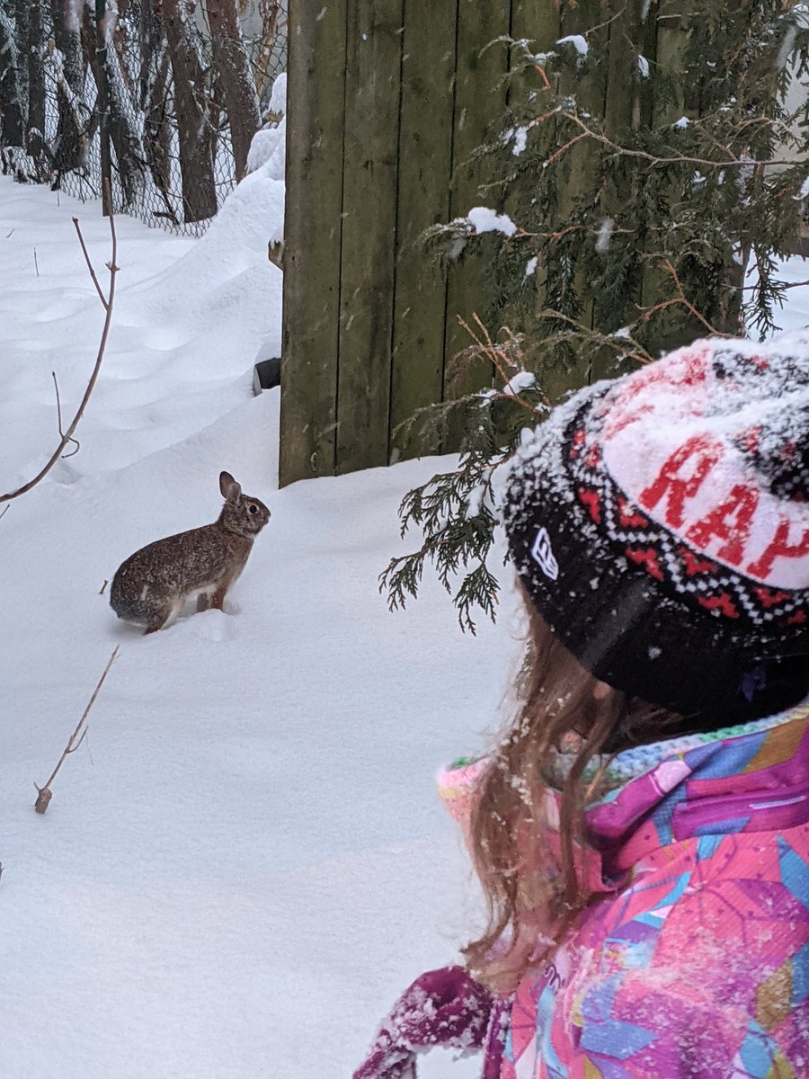 _meganhouston's tweet photo. Learned about rabbit warrens, made our own in the snow, and look who showed up to give their stamp of approval! #naturelovers #takingclassoutside #yrdsb https://t.co/q9nrFtg3u1