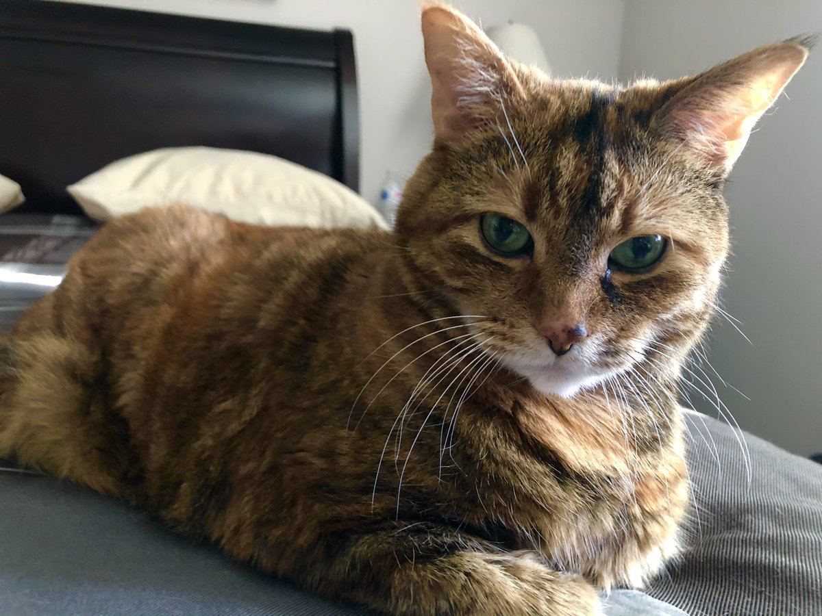 cocofitzpatrick's tweet photo. @PAYOLETTER I don’t know if it counts, but this is Amaretto. Her name was inspired by a friend’s cat named Spaghetti! https://t.co/1S1ZIR1dof
