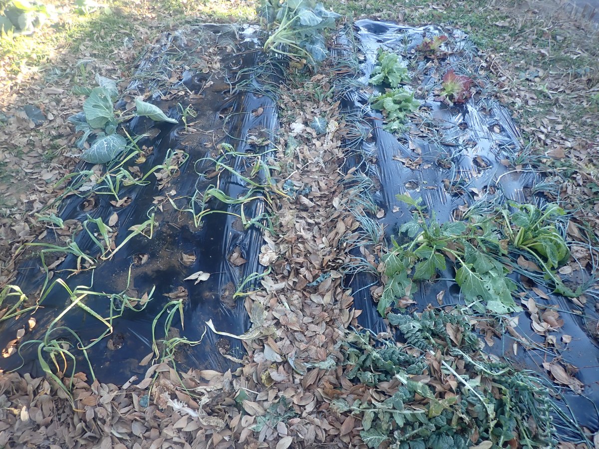 やさい畑編集部 市民農園でラッキョウとニンニク 庭畑でワケギを栽培中 ラッキョウとニンニクは葉菜類の株間で作っているため 日陰がちで生長が遅れたように見えます ブロッコリーやレタス コカブの収穫をほぼ終えたので片付けて日当たりをよくし