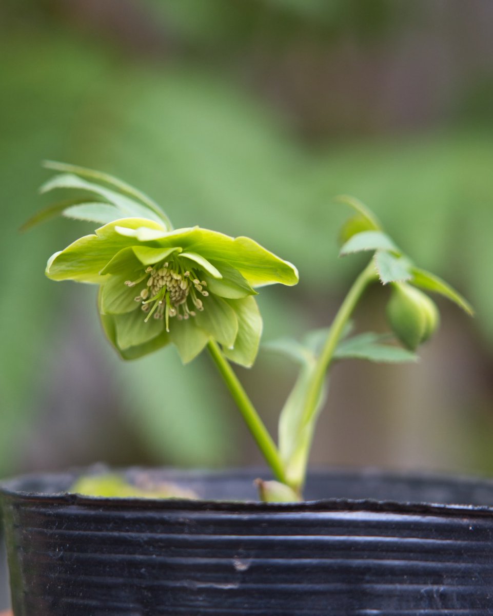 音ノ葉 広瀬園芸 のクリスマスローズの原種を1月30日 土 より販売 します トルカータスのセミダブル クロアチア系 とダブル モンテネグロ系 を販売します T Co 7z5l5aunbi Hpは 音ノ葉 クリスマスローズの写真 で検索 文京区 園芸店