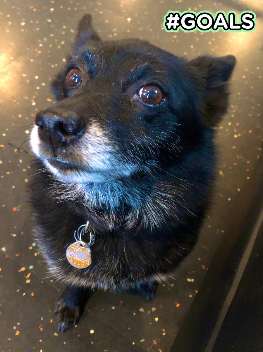 HappyPawsDC's tweet photo. Hey Peppercorn, I have a secret to tell you... you’re a very good girl! 😃  #dogsoftwitter #HappyPaws #goodgirl https://t.co/X5lirDQwss