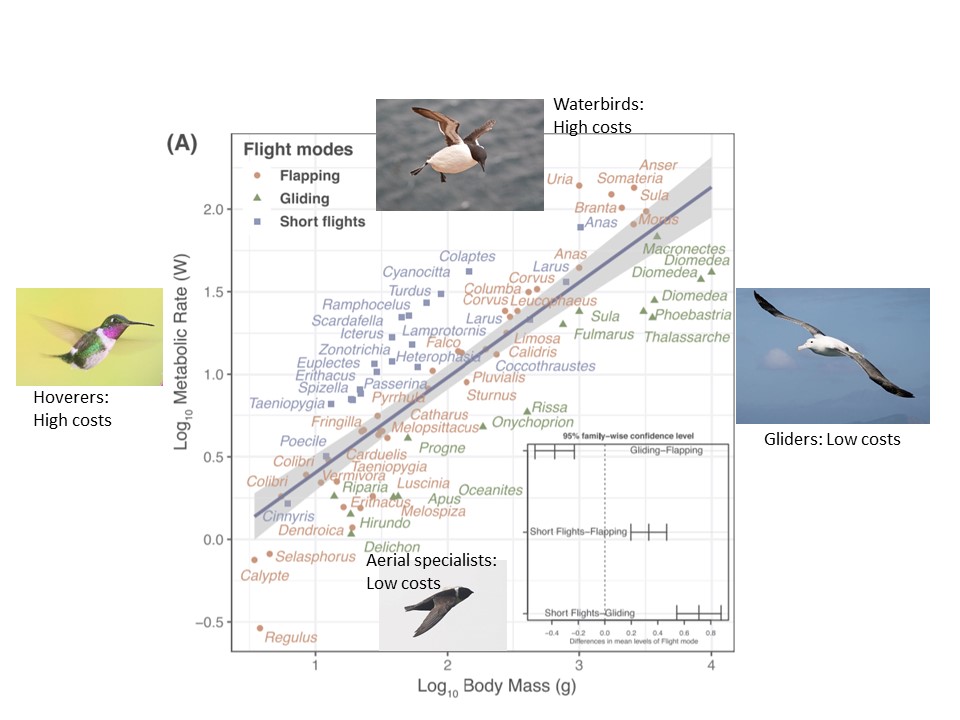 ArcticEcology's tweet photo. Flight is an expensive mode of locomotion, as shown in this meta-analysis of #flight costs, and we might expect that birds would make use of wind to minimize such costs.
https://t.co/3UGhzWRzwt https://t.co/kxrWUyqOfS