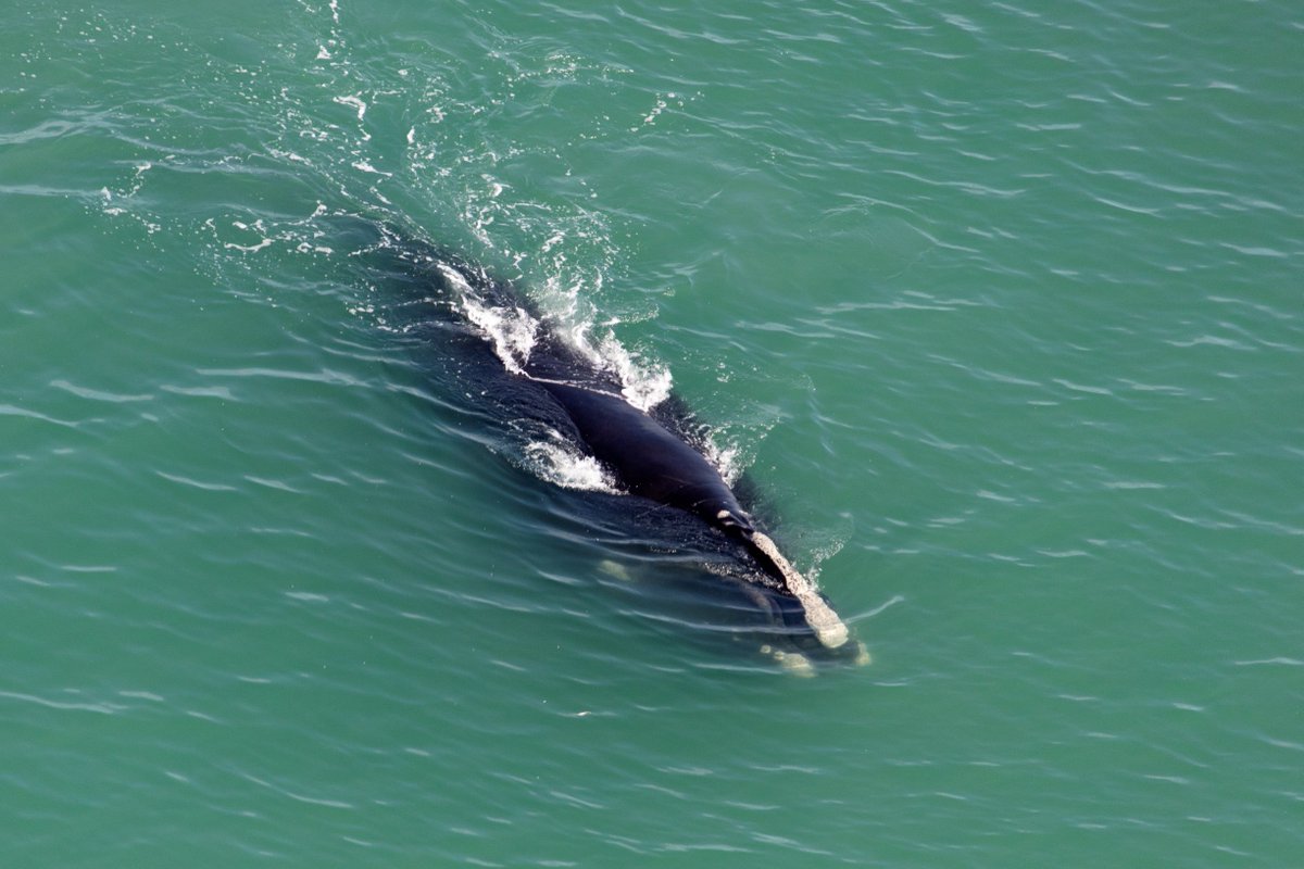csa_asc's tweet photo. NEWS RELEASE – Data from space could help protect the endangered North Atlantic right whale: https://t.co/apeXh1v08b. #smartEarth https://t.co/SW6hL0WPY4