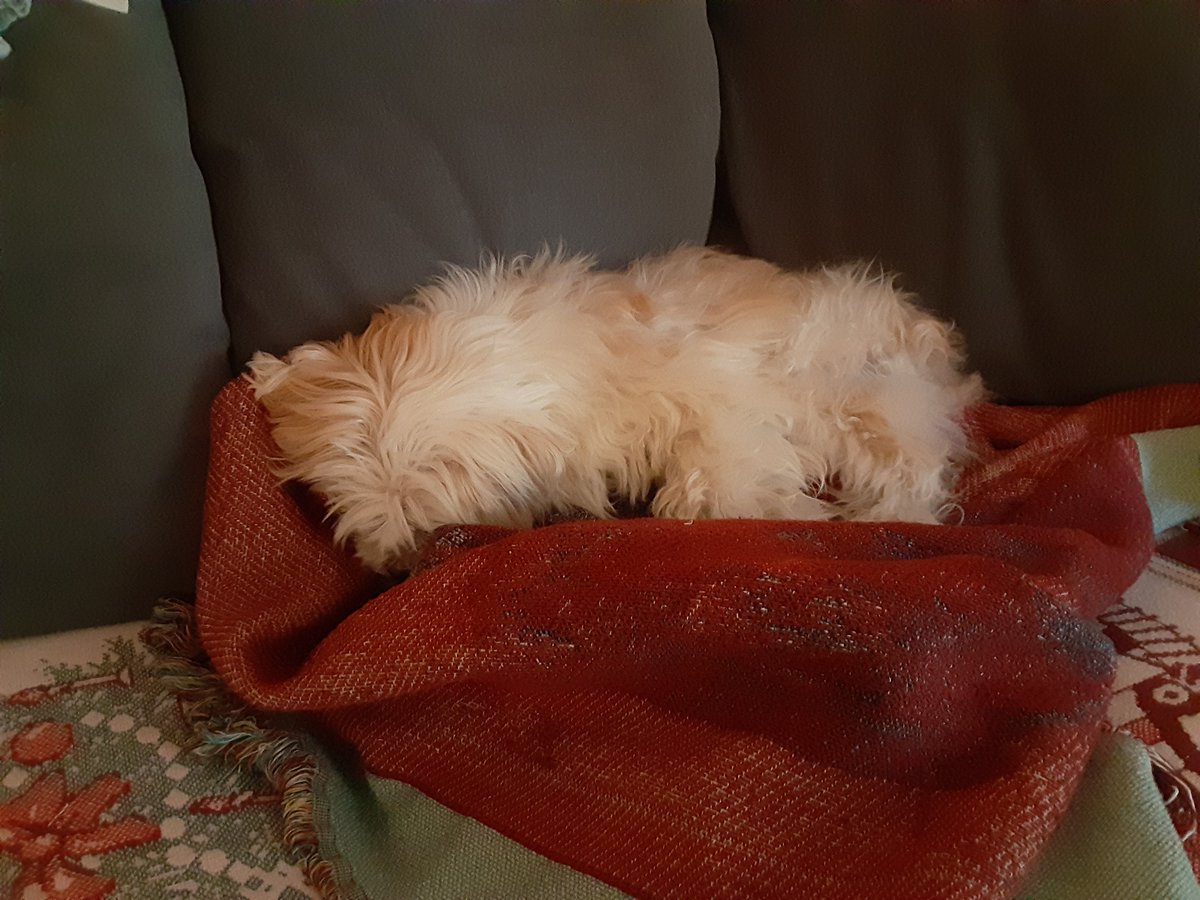 NightOwlSam's tweet photo. I'm saddened to report that Chewy crossed the Rainbow Bridge this morning.
Thank you again to everyone who sent their well wishes.
He was the best https://t.co/Qn24GQCF73