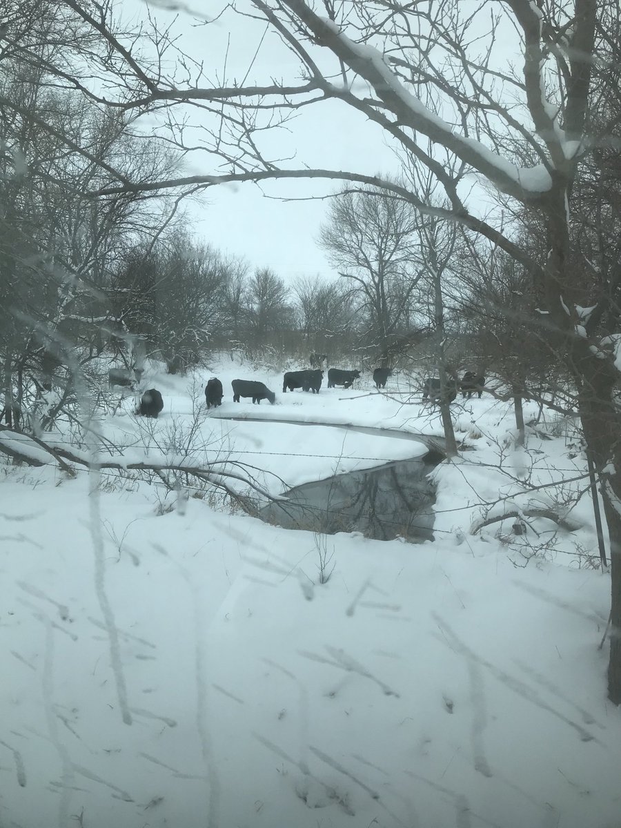 Mrzookeeper's tweet photo. The cows along the river in a winter wonderland https://t.co/TpmYm1579l