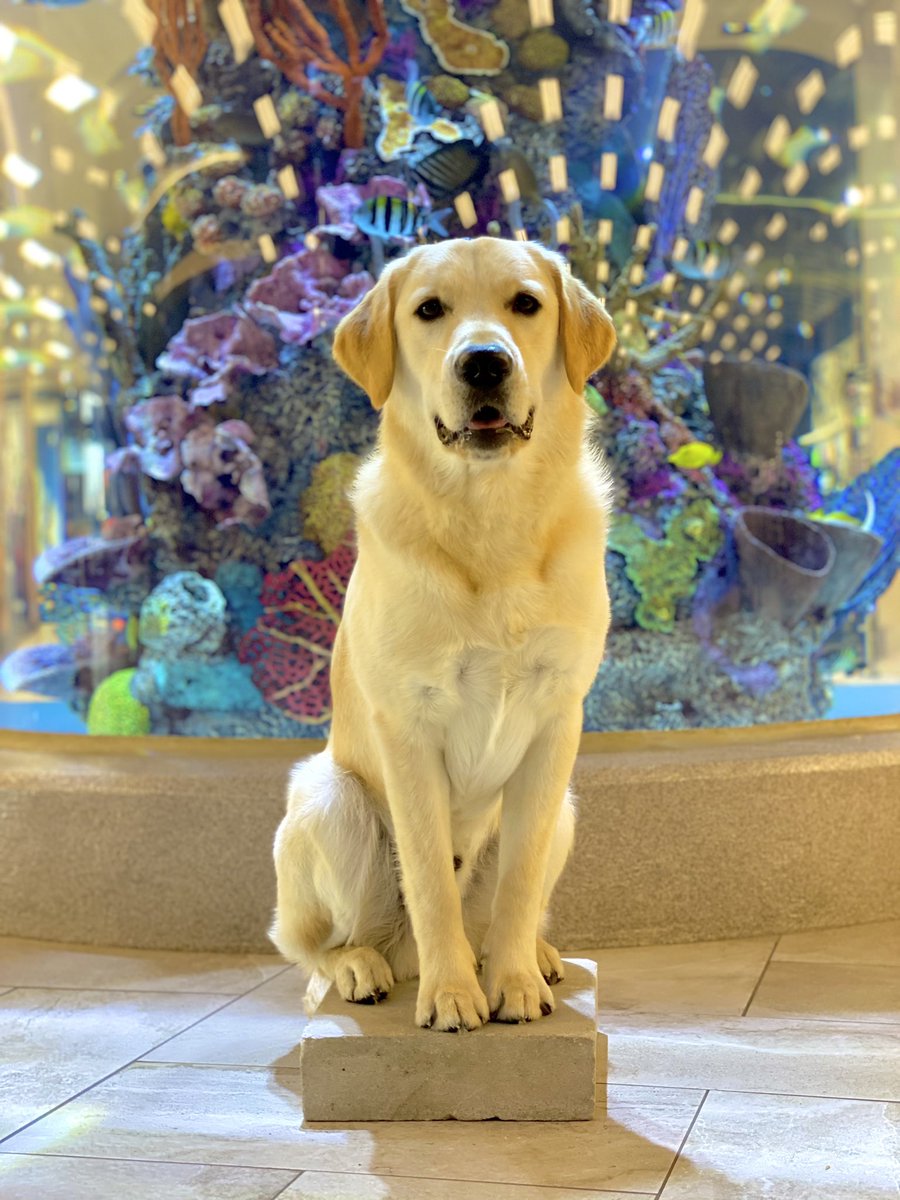 katandcharles's tweet photo. Finding Gory (40 weeks). 🐠

#scheels #goldador #goldenlab #puppy #dog #doggo #goldadorpuppy #dogsofmsp #dogsofmn #sidewalkdog  #minnesota #aquarium #minnesotapetfriendlyrealtor #mnpetfriendlyrealtor #edenprairie #edenprairemn #KatAndDog #KatAndCharles https://t.co/KYcM0ba1gw