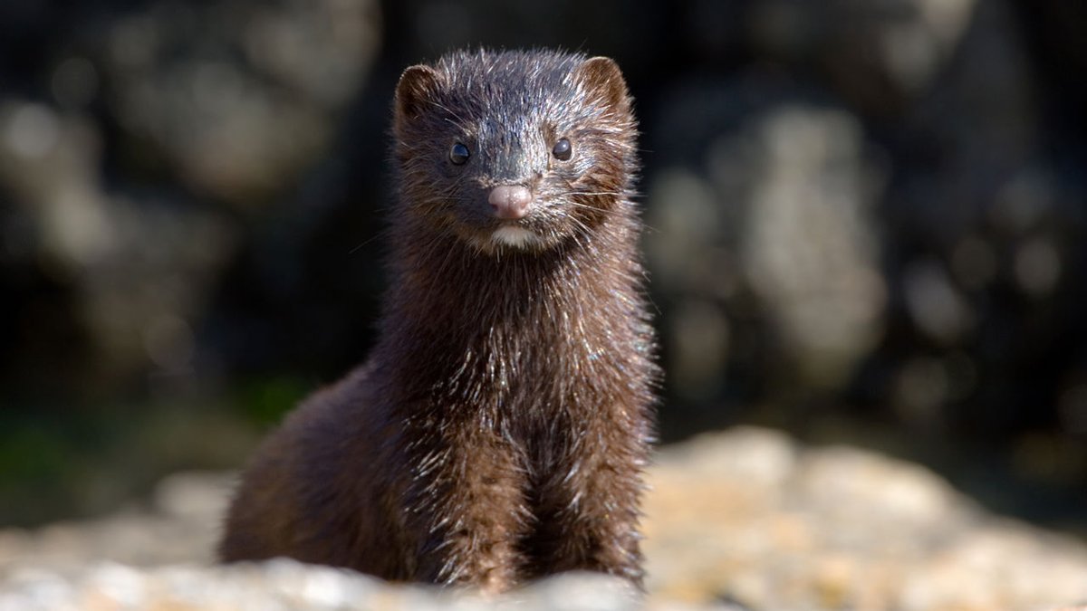 APWORLD9's tweet photo. are you #outandabout in the #newworld ?

wanna look your best? i have an offer for you! 

fox-skin, sheep-skin, beaver-skin... 

sale going for any skin you like (except human skin)... all sales final until circa 1610 

** offering mink fur for extra $ **

#newyorkfashionweek https://t.co/jzp2qWG3Nj