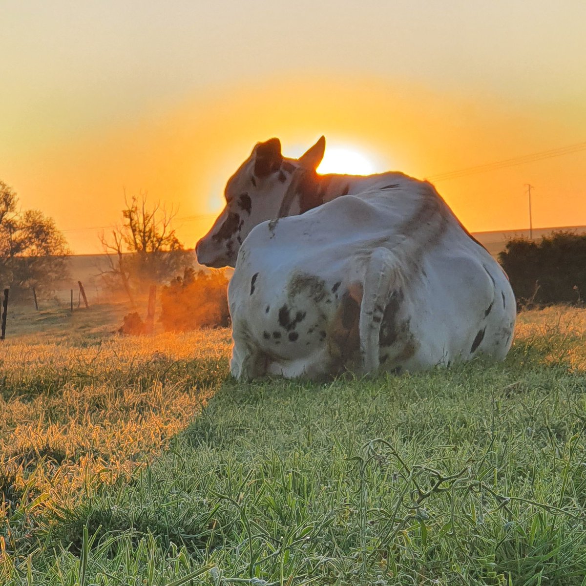 Cornil D 🐂🐄🌾🌽 tweet media