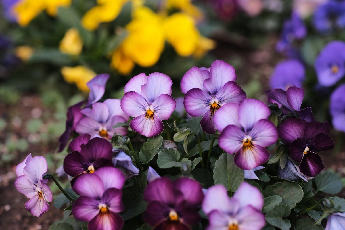 sounds_g00d's tweet image. 良い一日を𖤣*
FUJIFILM X-T3
Ai Micro NIKKOR 55mm F2.8 S
#photography #fujifilm #fujifilm_xseries #XT3 #micronikkor55f28