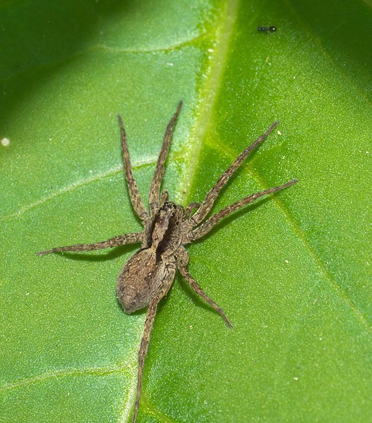 Welcome to the Neuro and Sensory Bio session of #AnimBehav2021! Up first is @NooriChoi to tell us about 'Novel approaches to investigate vibratory soundscape in a natural community.' #spiders #SensoryBiology PC:Robert Webster CC-BY-SA-4.0 via Wikimedia