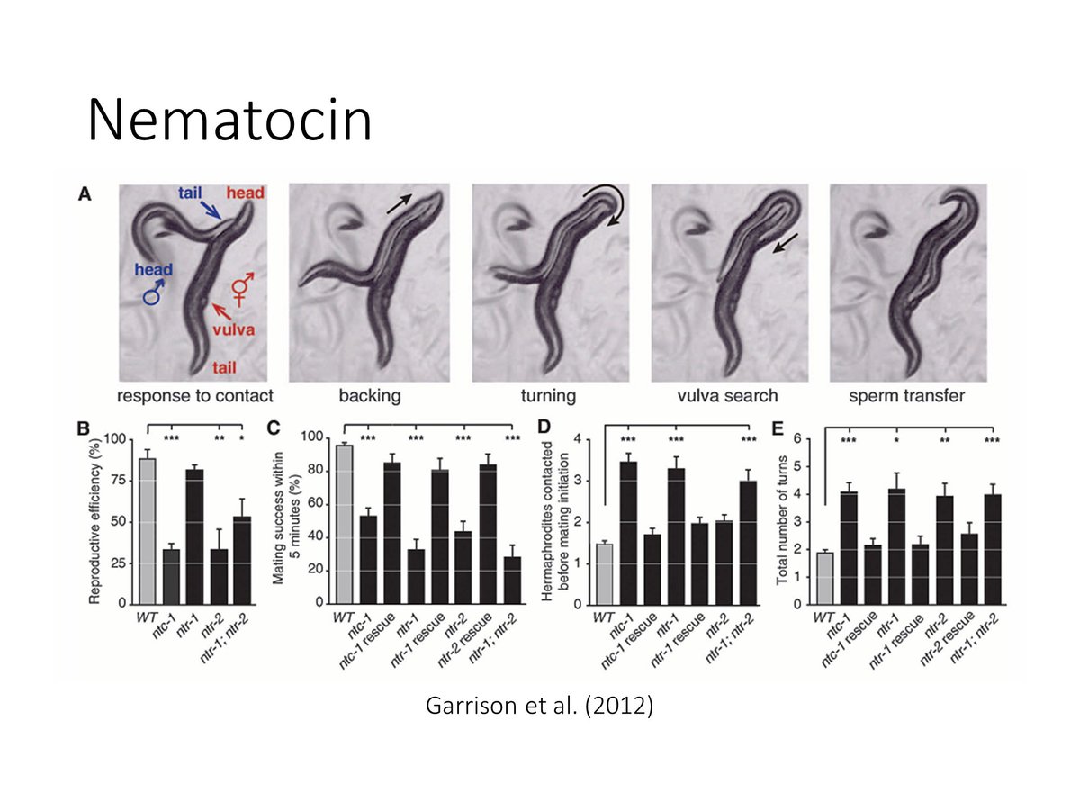  #AnimBehav2021 What explains diversity in mammalian social systems? Biologists have emphasized the roles of oxytocin & vasopressin (OT&AVP), two closely related hormones with a ~600 million year history. These pleiotropic hormones recurrently feature in reproduction & sociality
