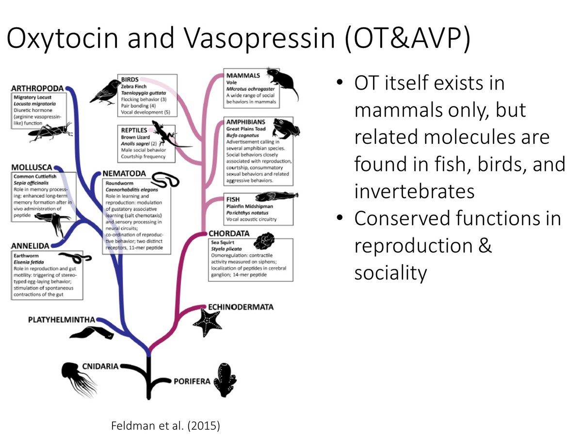  #AnimBehav2021 What explains diversity in mammalian social systems? Biologists have emphasized the roles of oxytocin & vasopressin (OT&AVP), two closely related hormones with a ~600 million year history. These pleiotropic hormones recurrently feature in reproduction & sociality