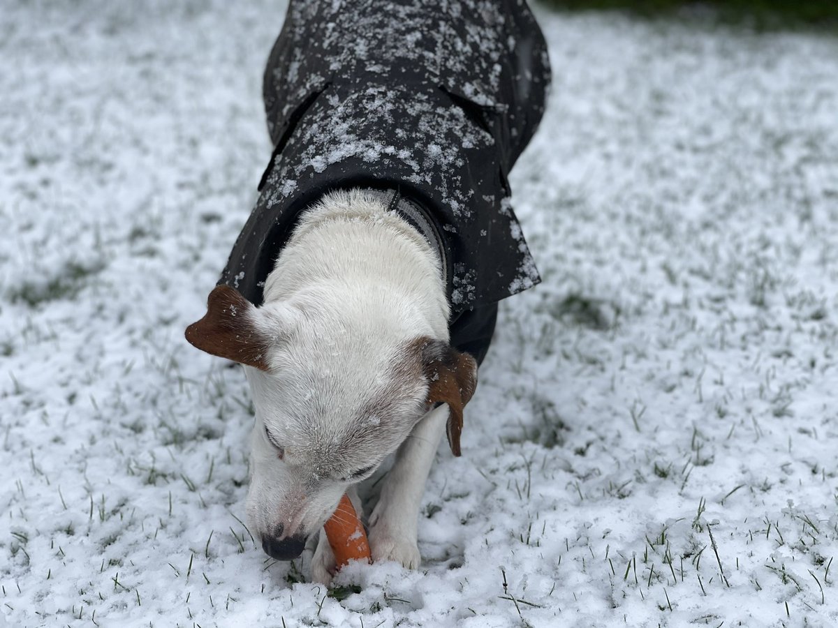 And once again the family snowman attempt was foiled by a miscreant mutt with a penchant  for carrots