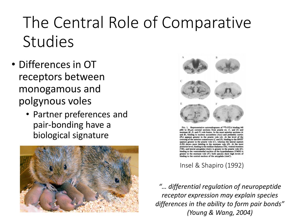 Part of the case for OT&AVP stems from comparing rodents with divergent mating systems: e.g., the ‘map’ of OT&AVP receptors differs between monogamous and polygynous vole species. This & other influential work suggests that pair-bonding has a biological signature  #AnimBehav2021