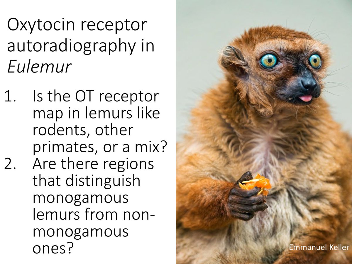 We obtained 12 brains from 7 Eulemur species and performed competitive receptor autoradiography to isolate locations of OT&AVP receptors. Two main questions: 1) is there a ‘lemur-typical’ map of OT&AVP receptors; 2) does this map differ between mating systems?  #AnimBehav2021