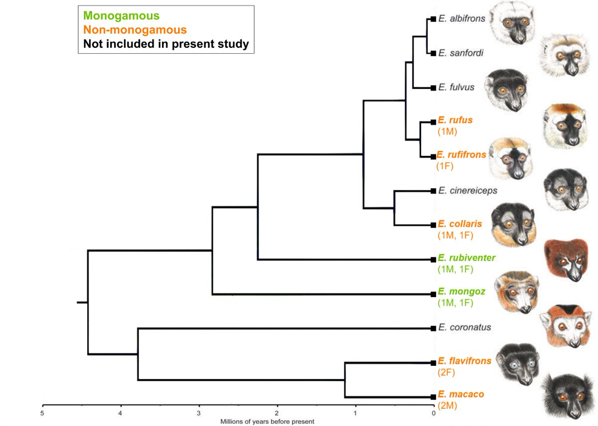 But, there are challenges to the robustness & translatability of this paradigm. We present a powerful test of the above ideas using the only comparable ‘natural experiment’ in primates: the genus Eulemur, which contains both monogamous and non-monogamous species  #AnimBehav2021