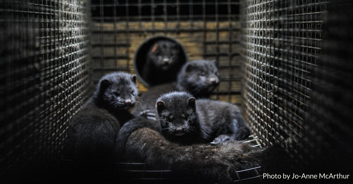 BC_SPCA's tweet photo. The #BCSPCA is urging its supporters to speak out against the rollbacks proposed by mink industry. The amendments to the Code are now open for public comment until Feb. 4, 2021. To have your voice heard, visit: https://t.co/452AMaydii https://t.co/WFOvo6GSXO