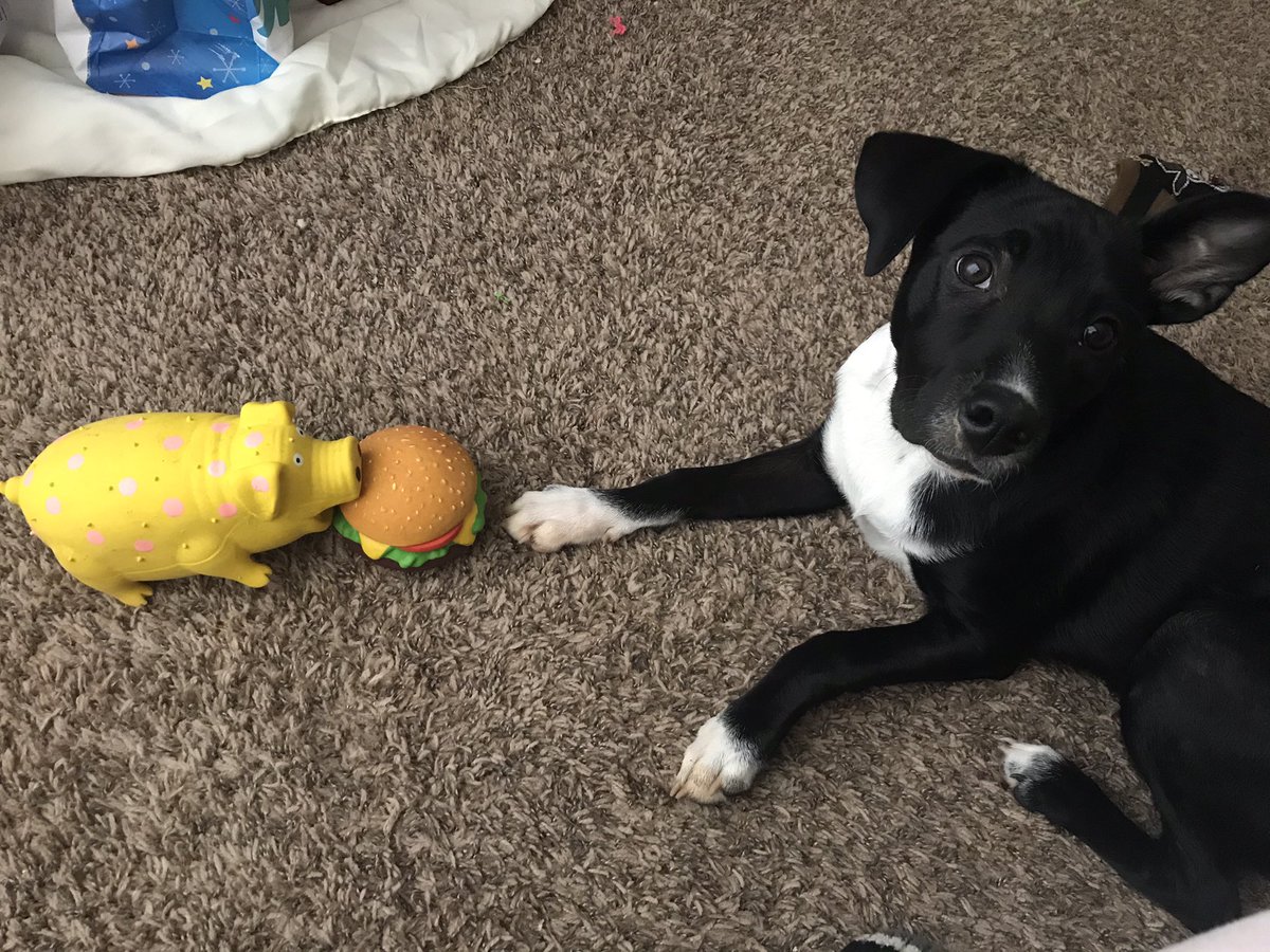 ArielleBahe's tweet photo. @LilLadyLucia, I wonder what this is about? 🤔 #CutePuppy #DogsofTwitter https://t.co/GEDJPr6seB