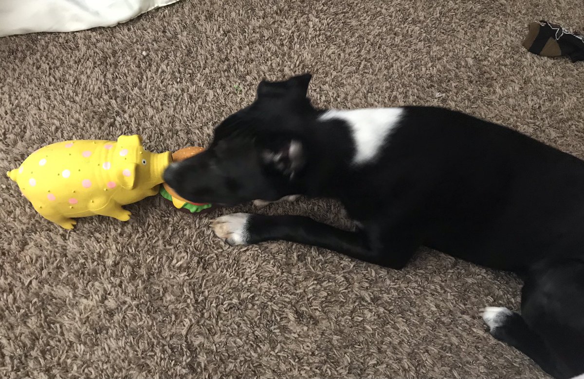 ArielleBahe's tweet photo. @LilLadyLucia, I wonder what this is about? 🤔 #CutePuppy #DogsofTwitter https://t.co/GEDJPr6seB