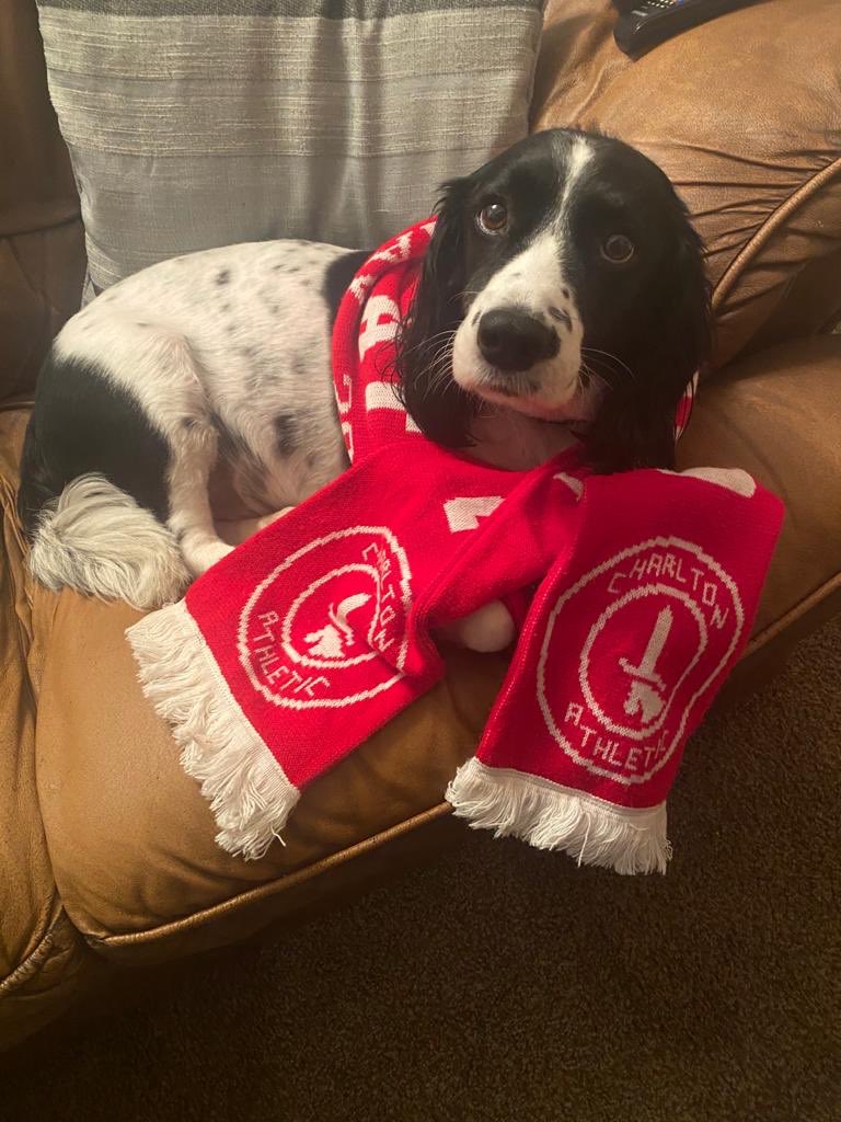 chlobrownhill's tweet photo. ⁦⁦@CAFCofficial⁩ here’s Paddy happy after 3 points tonight &amp; he is hoping to be pet mascot some time soon 🐶 https://t.co/MuRm2h2vc7