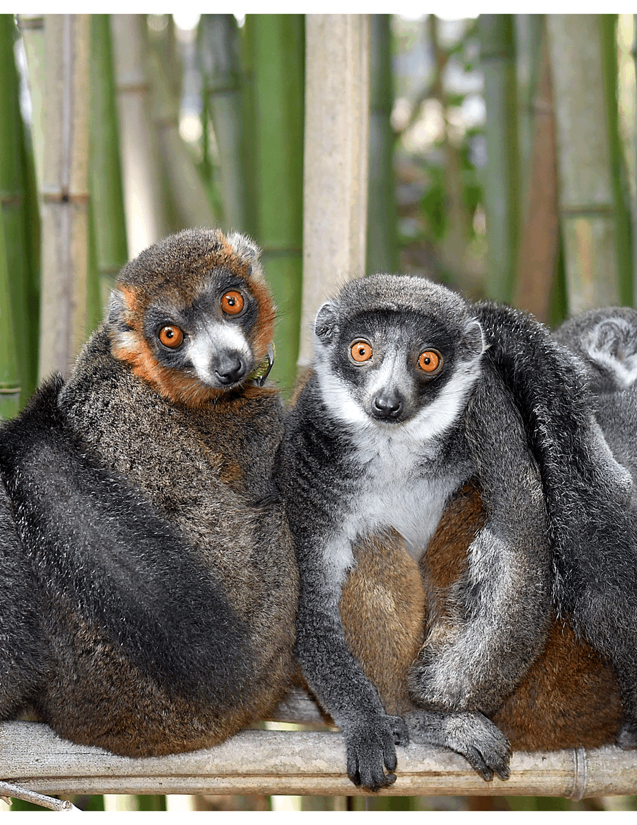 But, there are challenges to the robustness & translatability of this paradigm. We present a powerful test of the above ideas using the only comparable ‘natural experiment’ in primates: the genus Eulemur, which contains both monogamous and non-monogamous species  #AnimBehav2021