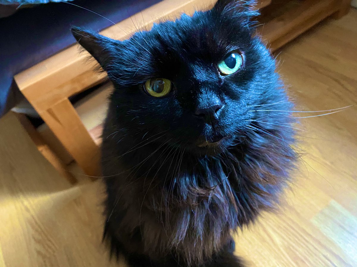 biggy_tiny's tweet image. It’s the working from home inspector #lookbusy