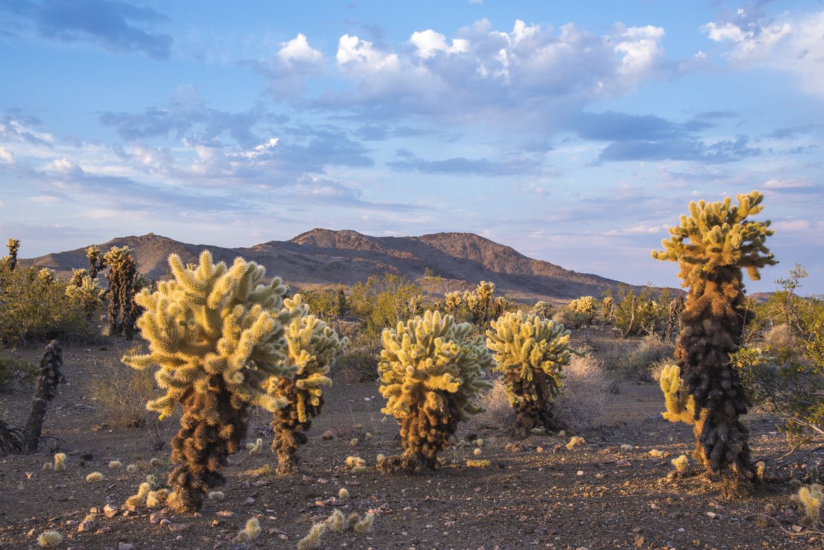 Visit29Palms's tweet photo. Happy National #PlanForVacation Day! Let's make this the year of new adventures. Plan a visit to 29 Palms, your gateway to California's Mojave Desert.

#LetsMakePlans:
https://t.co/yeSpaglyy3
https://t.co/rvwPpjQY6I
https://t.co/6z7mUvl8uV https://t.co/cd1APBTPhD