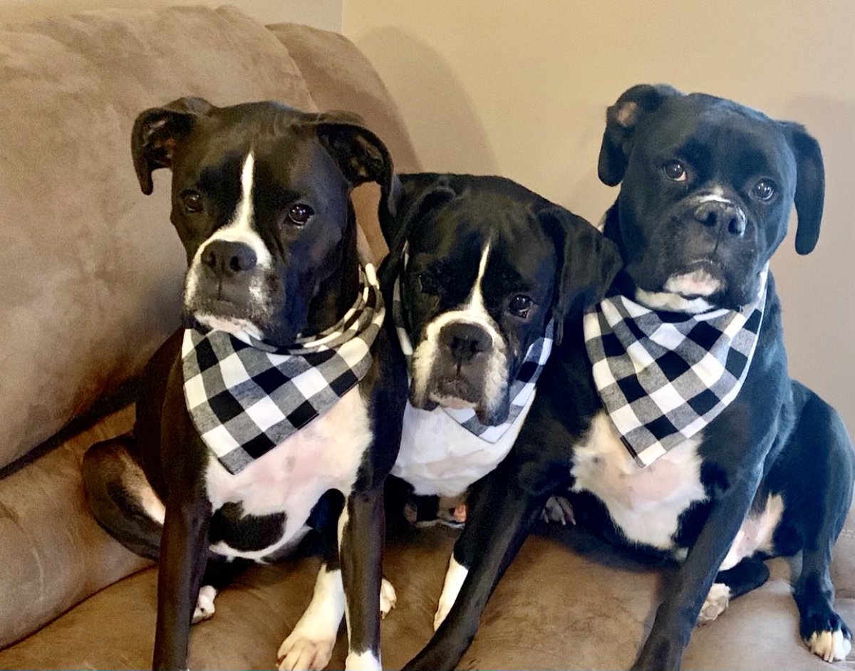 FLPoole2's tweet photo. @swindellfan @RodneyChilders4 @LunaTheBoxer4 Koozie (L) 4, Lexi (C) 7 and Brewskie (R) 5. Better be first one in bed!!! https://t.co/vxXdV8Vejr