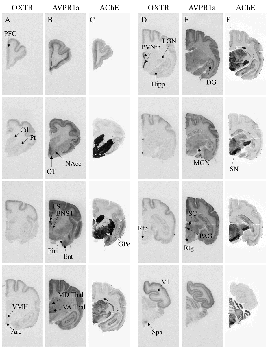 For 1), we think the answer is yes! A cool takeaway: we find binding patterns reminiscent both of olfactory-guided rodents, and visually-oriented anthropoid primates, consistent with lemurs occupying an intermediate evolutionary niche between these groups.  #AnimBehav2021
