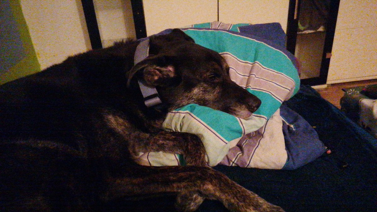 Odin_Hund's tweet photo. Schlaft gut. https://t.co/kESNV7KpYY